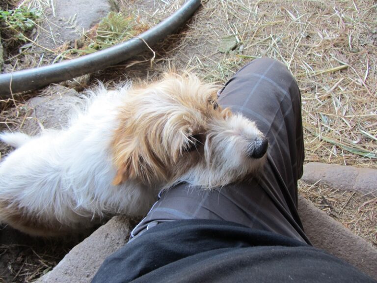 Hund bei einer Pause – Fotoalbum Portugal von AlchemieX