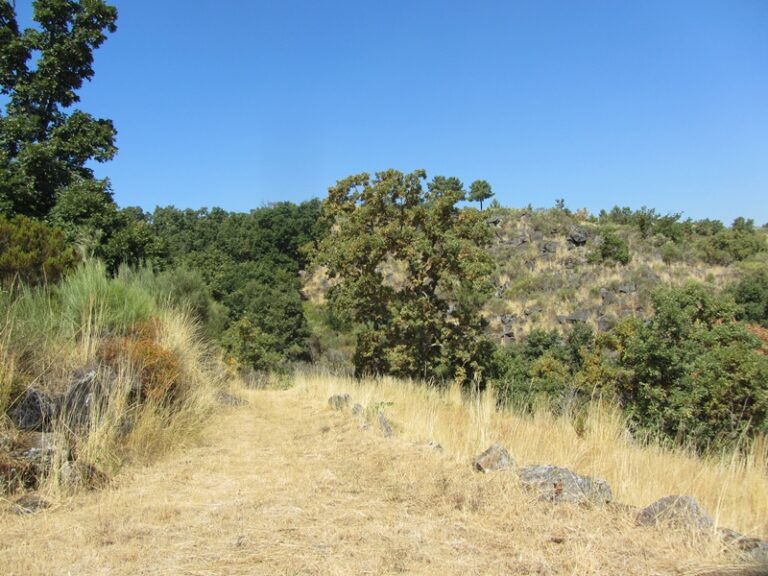 Vegetation am Hang – Fotoalbum Portugal von AlchemieX