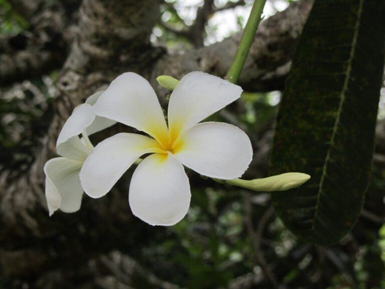 Weiße Blüte – Fotoalbum Urlaub von AlchemieX