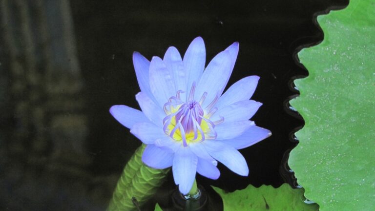 Violette Wasserblüte – Fotoalbum Urlaub von AlchemieX