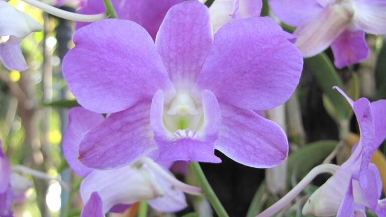 Orchideenblüte – Fotoalbum Urlaub von AlchemieX